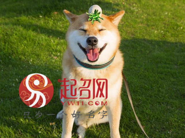 otto是什么意思，otto是什么梗（主人们快为萌宝挑一个吧）