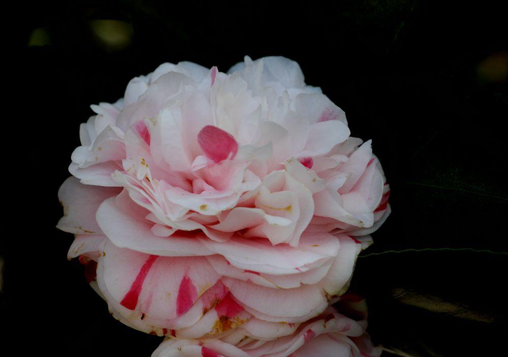 什么是十八学士茶花，十八学士茶花寓意话语（茶花品种<1>：白十八学士）