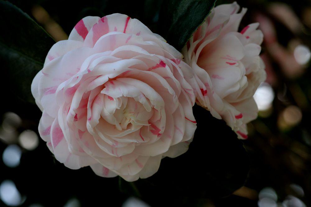 什么是十八学士茶花，十八学士茶花寓意话语（茶花品种<1>：白十八学士）