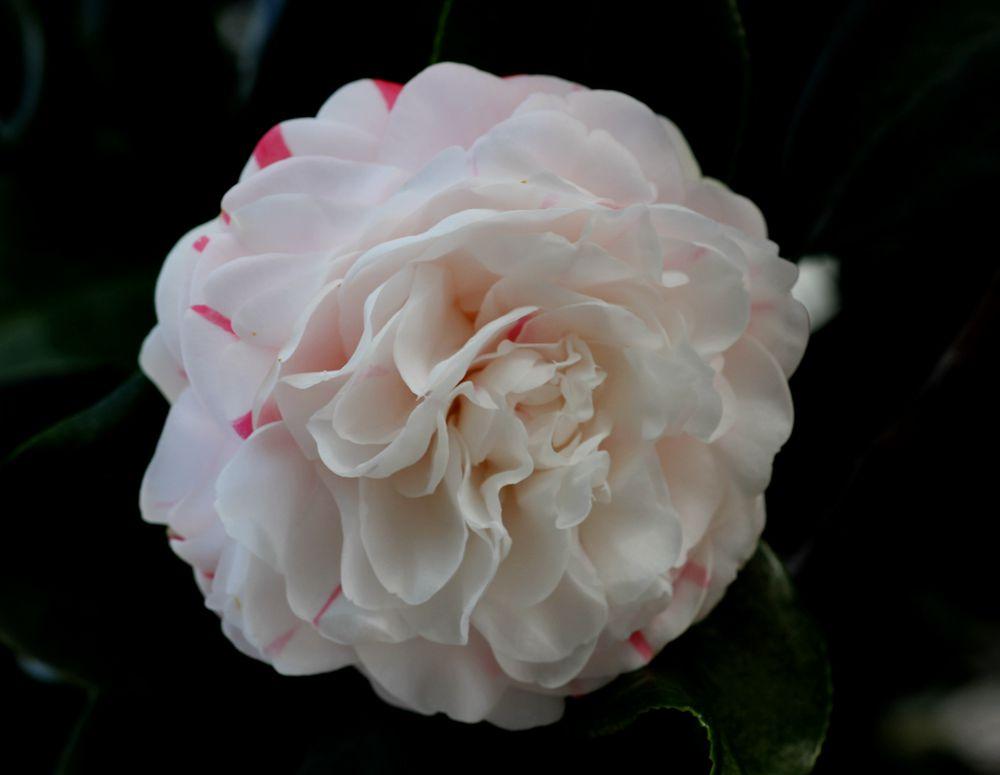 什么是十八学士茶花，十八学士茶花寓意话语（茶花品种<1>：白十八学士）