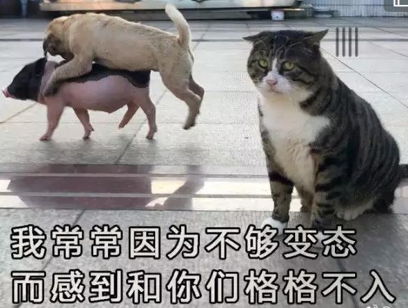 回旋纸飞机怎么折，折只会回旋的纸飞机（纸飞机扔之前哈一口气能飞的更远）