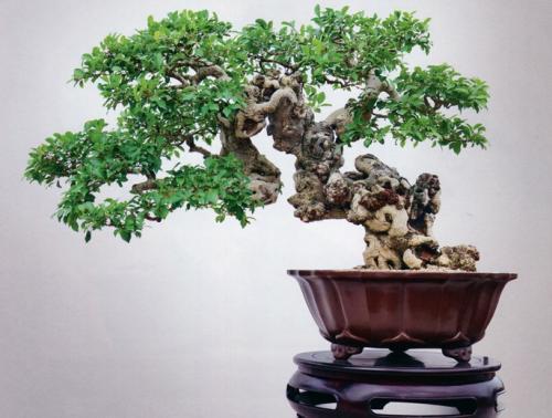 小榕树的养殖方法，小榕树的养殖方法和注意事项 盆栽（榕树盆景应该怎么养护）