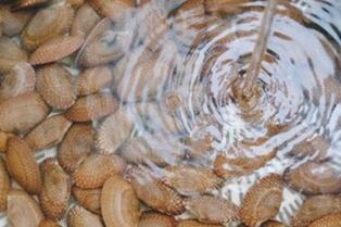 圖片[3]-【炒花甲】做法步驟圖   鮮辣嫩爽！ 沒有沙-起舞食譜網(wǎng)