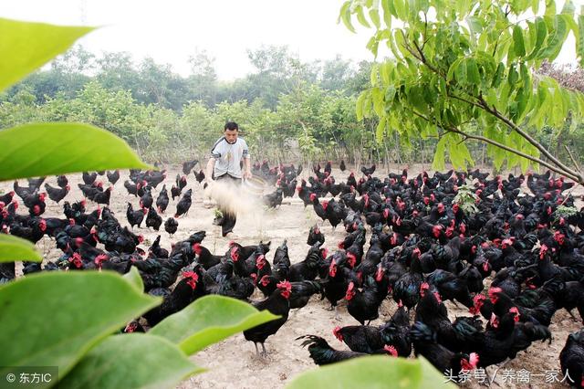最简单的散养土鸡方法，养鸡秘诀：常见的土鸡散养方式
