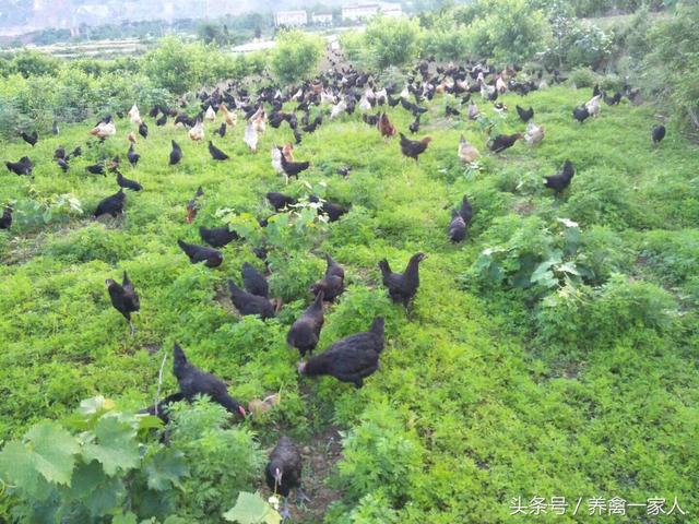 最简单的散养土鸡方法，养鸡秘诀：常见的土鸡散养方式