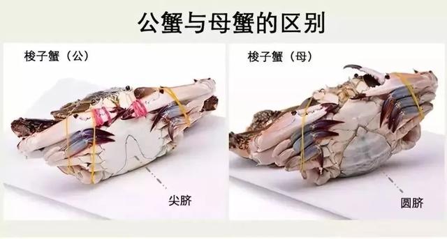 毛蚶子里面黑色的东西能吃吗，毛蚶子里面黑色的东西能吃吗是什么（正当吃海鲜的季节）