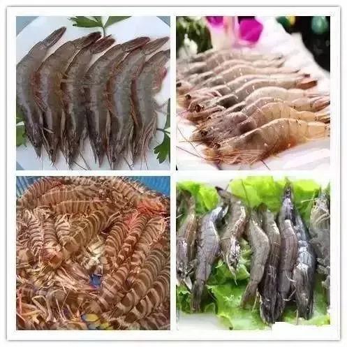 毛蚶子里面黑色的东西能吃吗，毛蚶子里面黑色的东西能吃吗是什么（正当吃海鲜的季节）