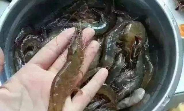 毛蚶子里面黑色的东西能吃吗，毛蚶子里面黑色的东西能吃吗是什么（正当吃海鲜的季节）