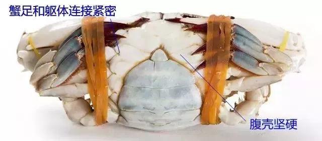 毛蚶子里面黑色的东西能吃吗，毛蚶子里面黑色的东西能吃吗是什么（正当吃海鲜的季节）