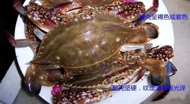 毛蚶子里面黑色的东西能吃吗，毛蚶子里面黑色的东西能吃吗是什么（正当吃海鲜的季节）