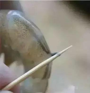 毛蚶子里面黑色的东西能吃吗，毛蚶子里面黑色的东西能吃吗是什么（正当吃海鲜的季节）