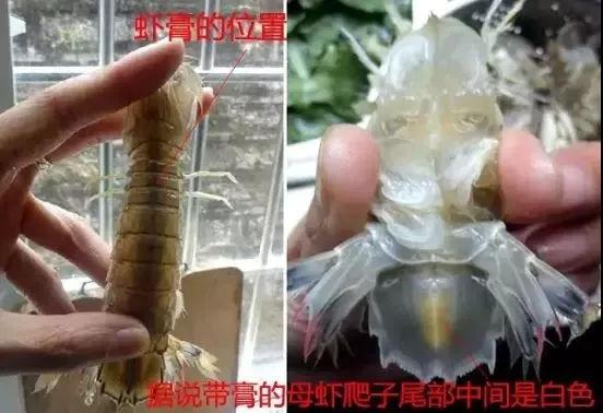 毛蚶子里面黑色的东西能吃吗，毛蚶子里面黑色的东西能吃吗是什么（正当吃海鲜的季节）