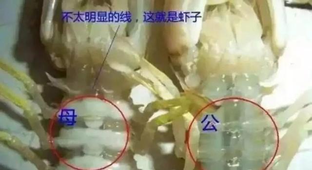 毛蚶子里面黑色的东西能吃吗，毛蚶子里面黑色的东西能吃吗是什么（正当吃海鲜的季节）