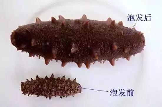 毛蚶子里面黑色的东西能吃吗，毛蚶子里面黑色的东西能吃吗是什么（正当吃海鲜的季节）