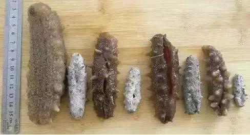 毛蚶子里面黑色的东西能吃吗，毛蚶子里面黑色的东西能吃吗是什么（正当吃海鲜的季节）