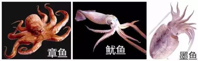毛蚶子里面黑色的东西能吃吗，毛蚶子里面黑色的东西能吃吗是什么（正当吃海鲜的季节）