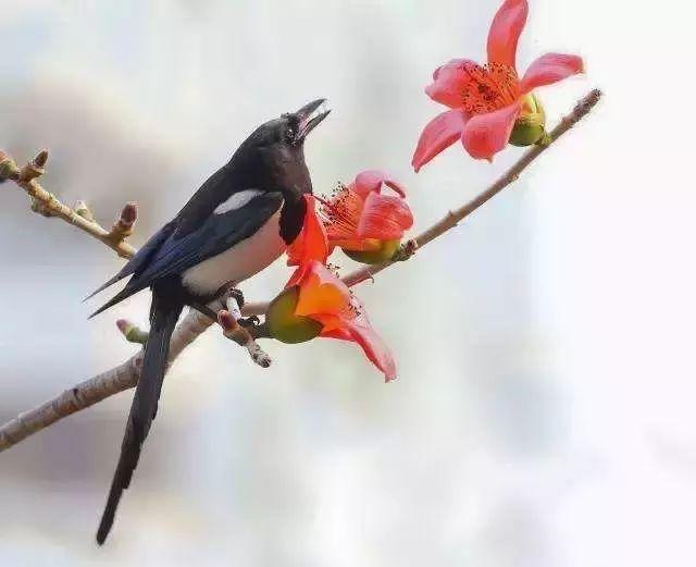 火烧云预示着什么，预示你苦尽甘来、时来运转