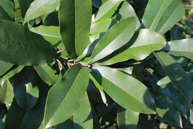 石楠花为什么叫最污花，石楠花为什么叫最污花欧石楠（不要再冤枉石楠花了）