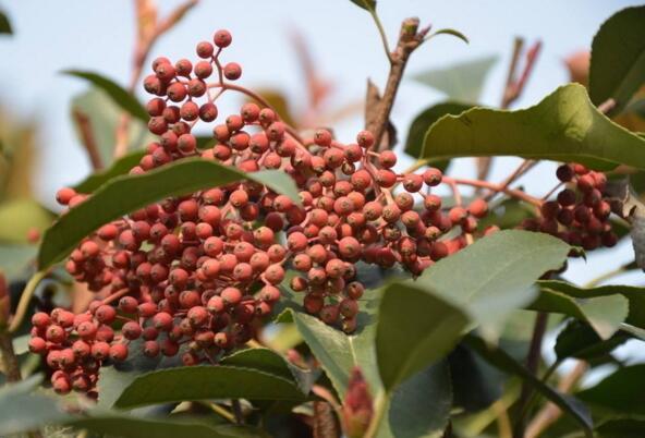 石楠花为什么叫最污花，石楠花为什么叫最污花欧石楠（不要再冤枉石楠花了）