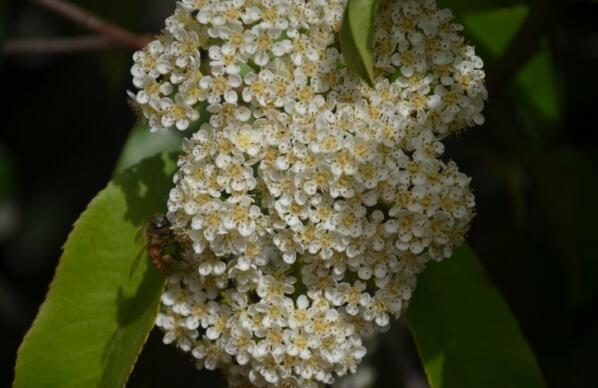 石楠花为什么叫最污花，石楠花为什么叫最污花欧石楠（不要再冤枉石楠花了）
