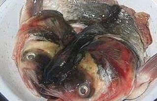 图片[4]-【剁椒鱼头】做法步骤图  没有鱼腥味 超级下饭-起舞食谱网