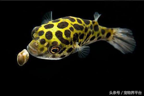 潜水艇鱼的正确养殖方法，潜水艇鱼的正确养殖方法是什么（如何饲养潜水艇鱼）