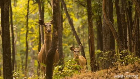真正想锻炼你的领导，如何看出领导想锻炼你（不会在这三件事上和你计较）