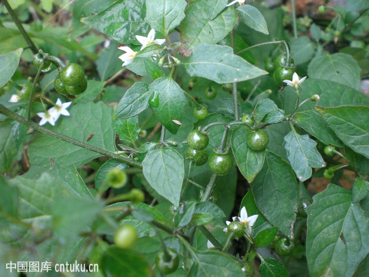 中药材龙葵图片(中药材龙葵) - 彝家农业网