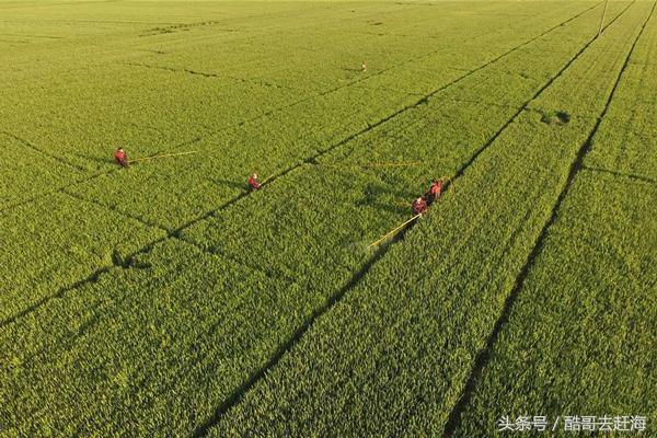 农业合作社注册，农村种植专业合作社申请条件（办农业合作社的条件、流程和相关优惠补贴）