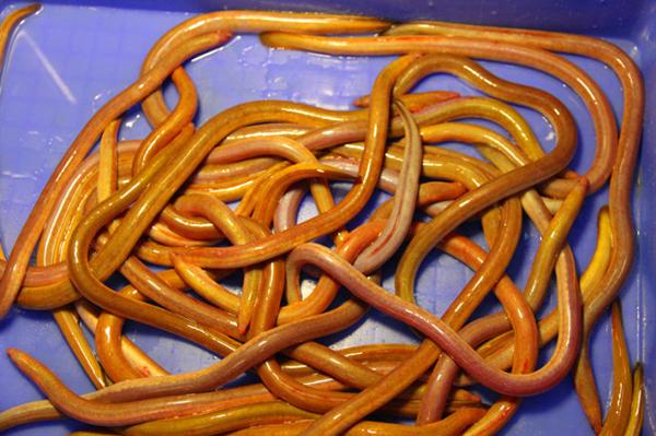 血鳝的做法，血鳝鱼怎么做好吃（在阳江品味秋天的味道）