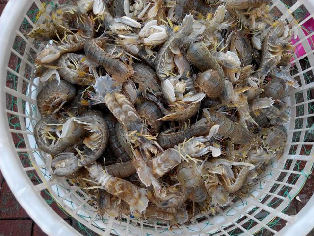 爬爬虾到底是什么虾，皮皮虾可以长到多大