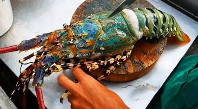 爬爬虾到底是什么虾，皮皮虾可以长到多大