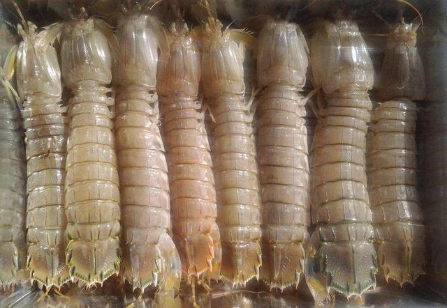 爬爬虾到底是什么虾，皮皮虾可以长到多大