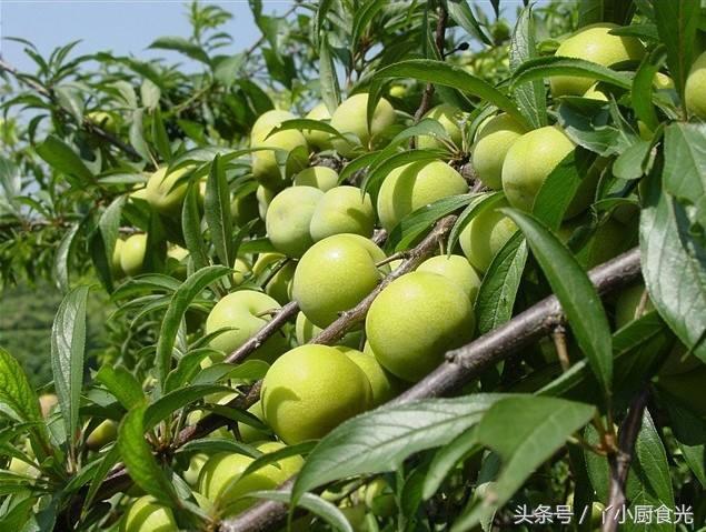 比较冷门的水果名字，比较冷门的水果名字大全（这些奇奇怪怪的“冷门”水果）