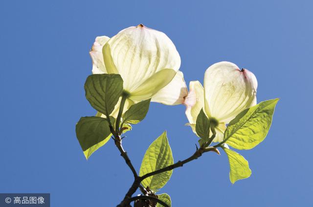 茱萸是什么，听说重阳节要插茱萸（茱萸是什么意思 污）