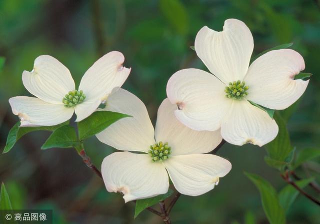 茱萸是什么，听说重阳节要插茱萸（茱萸是什么意思 污）