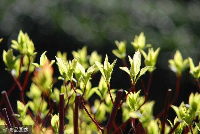 茱萸是什么，听说重阳节要插茱萸（茱萸是什么意思 污）