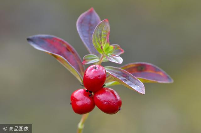 茱萸是什么，听说重阳节要插茱萸（茱萸是什么意思 污）