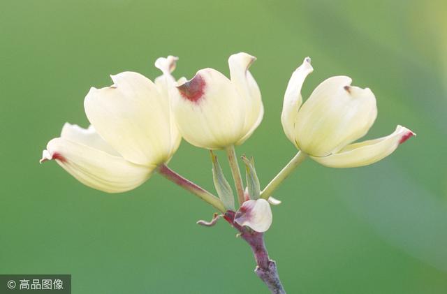 茱萸是什么，听说重阳节要插茱萸（茱萸是什么意思 污）