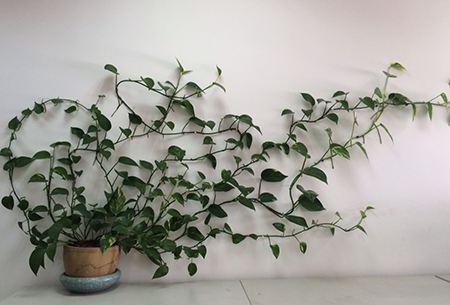 心叶藤怎么养，蔓延性很强的心叶藤很适合你