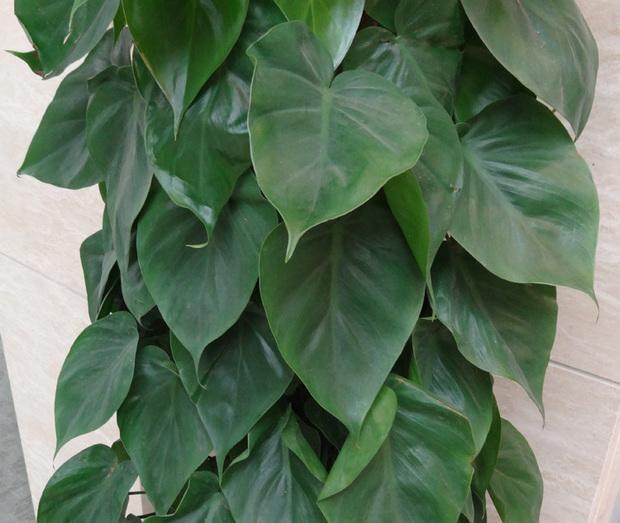 心叶藤怎么养，蔓延性很强的心叶藤很适合你