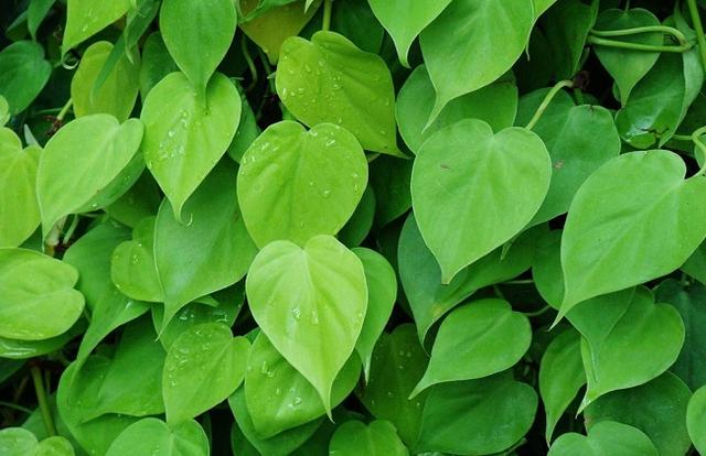 心叶藤怎么养，蔓延性很强的心叶藤很适合你