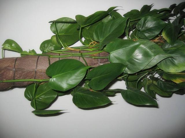 心叶藤怎么养，蔓延性很强的心叶藤很适合你