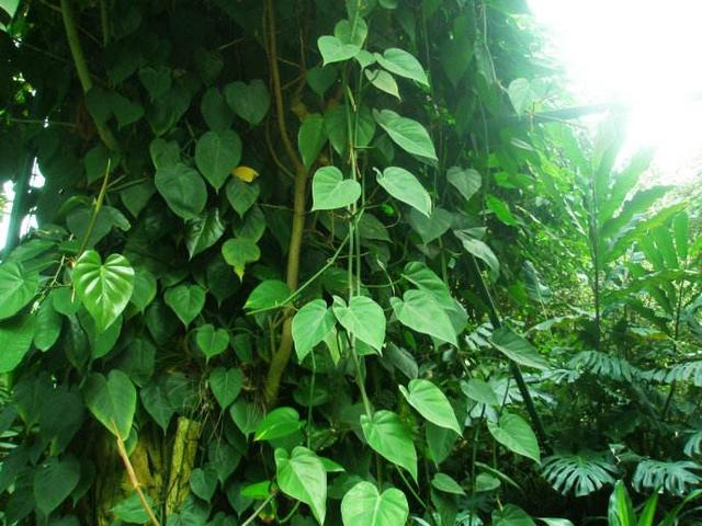 心叶藤怎么养，蔓延性很强的心叶藤很适合你