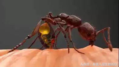 火蚁咬伤红肿怎么办，红火蚁咬伤后如何消肿（正确的处理方法是这样）