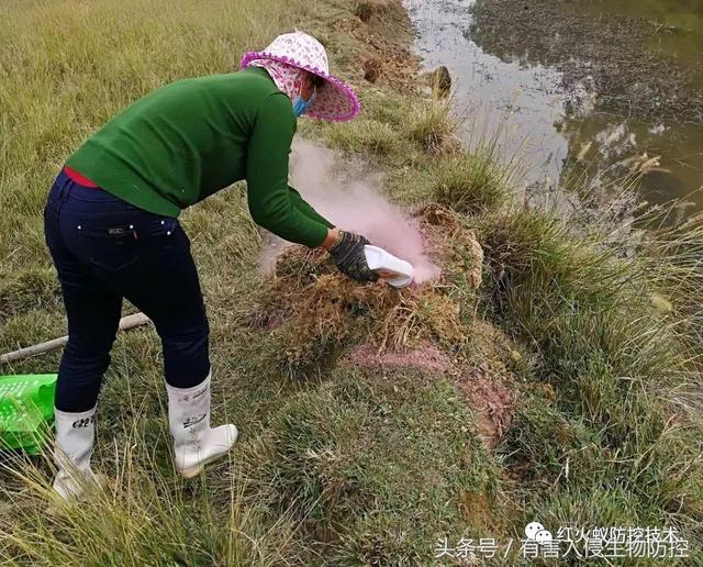 火蚁咬伤红肿怎么办，红火蚁咬伤后如何消肿（正确的处理方法是这样）