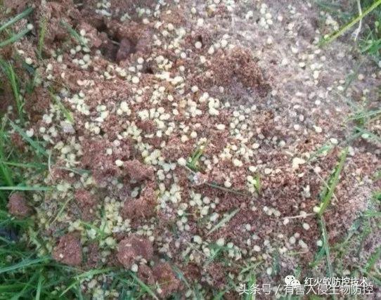火蚁咬伤红肿怎么办，红火蚁咬伤后如何消肿（正确的处理方法是这样）
