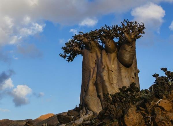 为什么说纺锤树是沙漠中的救命树，纺锤树的特点是什么（这种树是沙漠中的救人树）