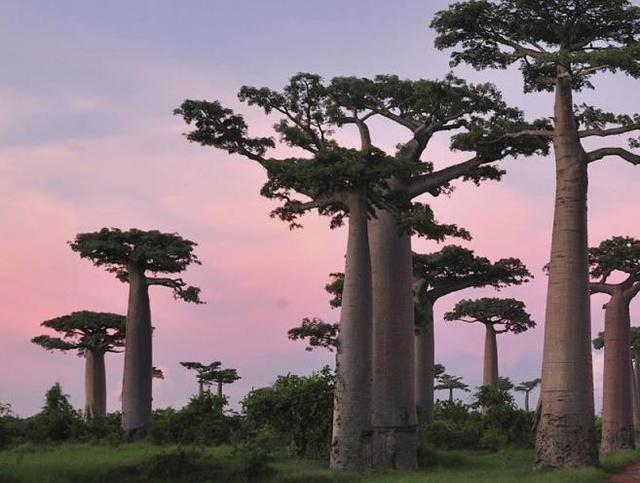 为什么说纺锤树是沙漠中的救命树，纺锤树的特点是什么（这种树是沙漠中的救人树）