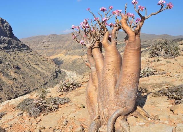 为什么说纺锤树是沙漠中的救命树，纺锤树的特点是什么（这种树是沙漠中的救人树）